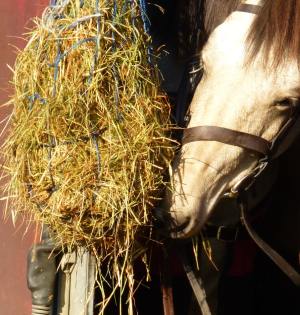 Charity Horse Ride - horse and hay